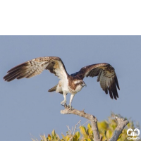 گونه عقاب ماهیگیر Osprey